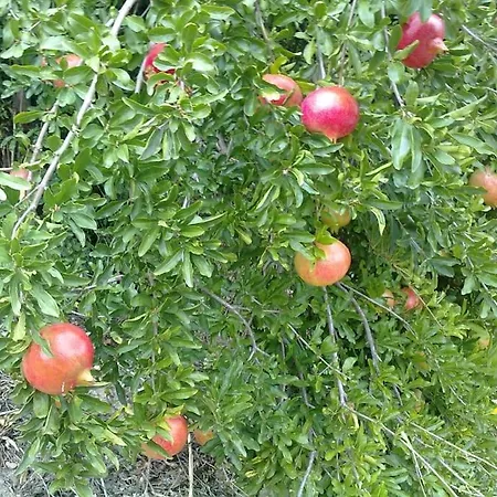 31 Posti Con Cucina E Parcheggio Privato Gratuito