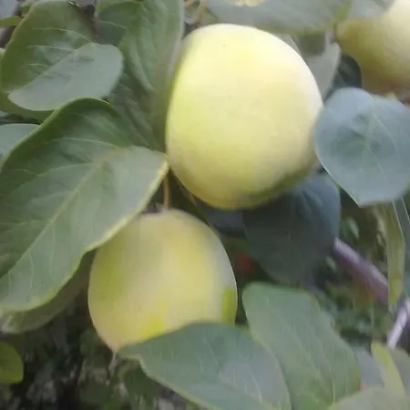 31 Posti Con Cucina E Parcheggio Privato Gratuito * Candela