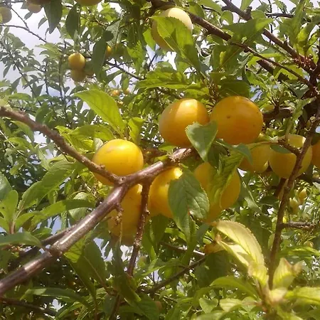 31 Posti Con Cucina E Parcheggio Privato Gratuito Apartman Candela