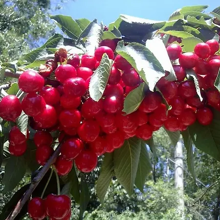 31 Posti Con Cucina E Parcheggio Privato Gratuito Apartman Candela