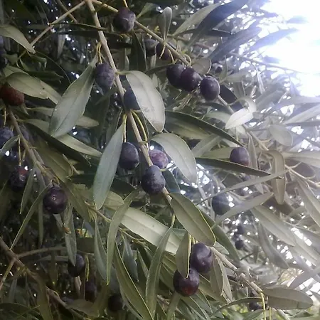 31 Posti Con Cucina E Parcheggio Privato Gratuito *