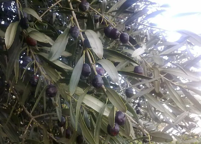 31 Posti Con Cucina E Parcheggio Privato Gratuito *