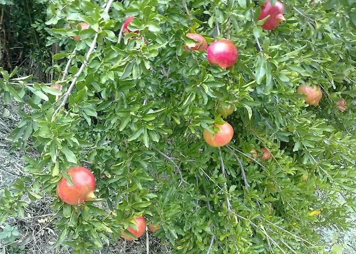 31 Posti Con Cucina E Parcheggio Privato Gratuito