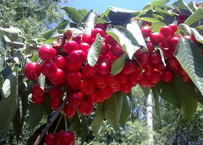 31 Posti Con Cucina E Parcheggio Privato Gratuito Daire Candela